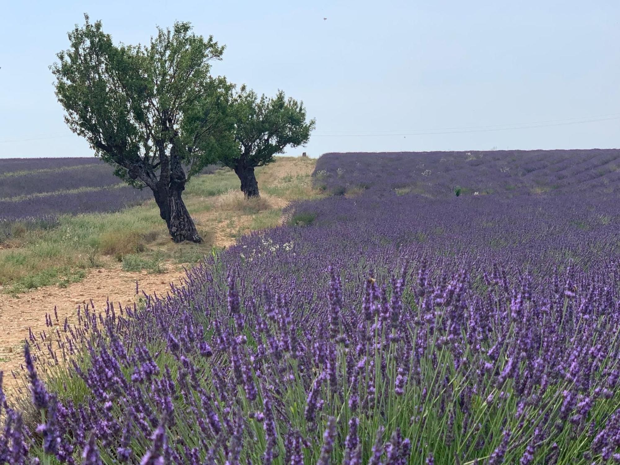 Éguilles Studio Nuitee En Provence 2 מראה חיצוני תמונה